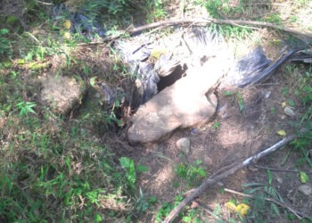 Security forces bust terrorist hideout in Tral, Pulwama
