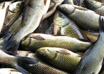 Over 3000 trout fish found dead in Kulgam’s Kilam