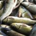 Over 3000 trout fish found dead in Kulgam’s Kilam