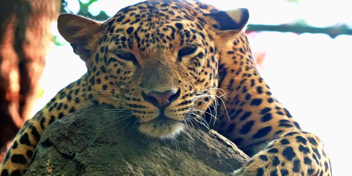 Leopard Attack Injures Eight-Year-Old Boy in Tral