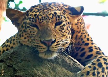 Leopard Attack Injures Eight-Year-Old Boy in Tral