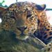 Leopard Attack Injures Eight-Year-Old Boy in Tral