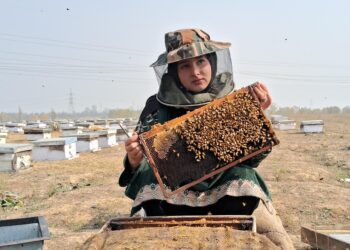 Sania Zehra from Srinagar Revives Family Legacy with Bee-Keeping Unit