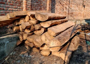 Illicit Timber Recovered in Hajan Satoora Tral