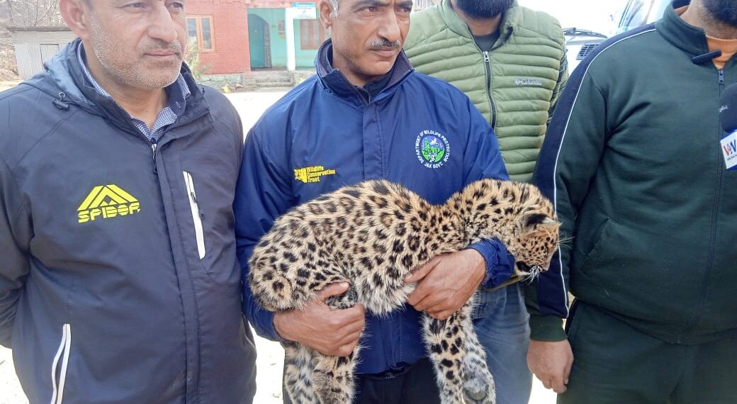 Leopard Cub Rescued in Ganderbal After Coordinated Effort