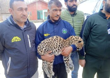 Leopard Cub Rescued in Ganderbal After Coordinated Effort