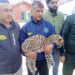 Leopard Cub Rescued in Ganderbal After Coordinated Effort
