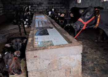 Locals in Lurgam Tral Demand Veterinary Doctor Amid Growing Hardships