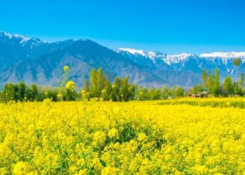 Fields of Gold Tourists Capture the Beauty of Kashmir’s Mustard Bloom