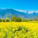 Fields of Gold Tourists Capture the Beauty of Kashmir’s Mustard Bloom