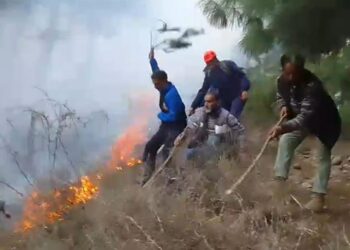 Forest Fire Erupts in Awoora Woods, Forest Department Races to Douse Flames