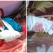 Stray Dog Creates Panic in Padgampora Awantipora, Injures Some Residents