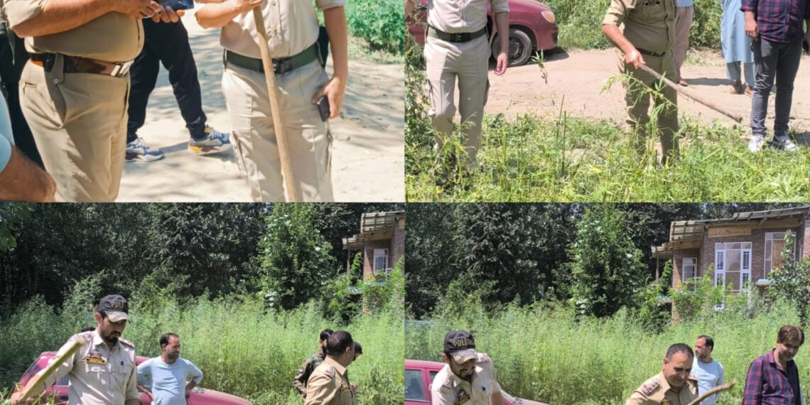 Police Awantipora along with Excise Department destroyed wild Cannabis in Awantipora