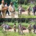 Police Awantipora along with Excise Department destroyed wild Cannabis in Awantipora
