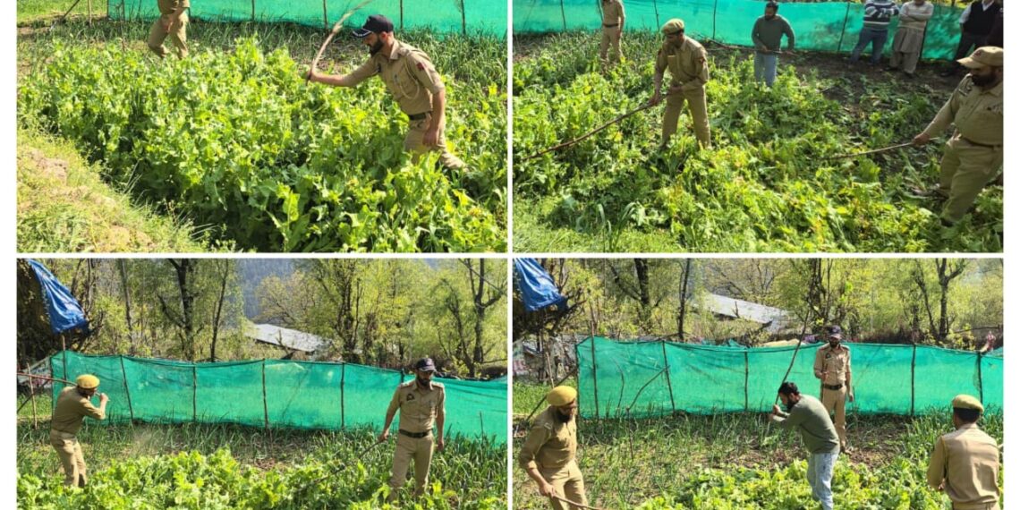 Illicit Poppy Cultivation Busted in Ganderbal, FIR Registered