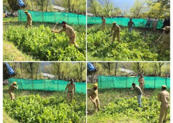 Illicit Poppy Cultivation Busted in Ganderbal, FIR Registered