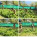 Illicit Poppy Cultivation Busted in Ganderbal, FIR Registered