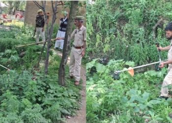 Police Intensifies Anti-Drug Operations; Massive Wild Bhang Eradication Drive Conducted At Kreeri, Baramulla
