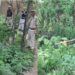 Police Intensifies Anti-Drug Operations; Massive Wild Bhang Eradication Drive Conducted At Kreeri, Baramulla