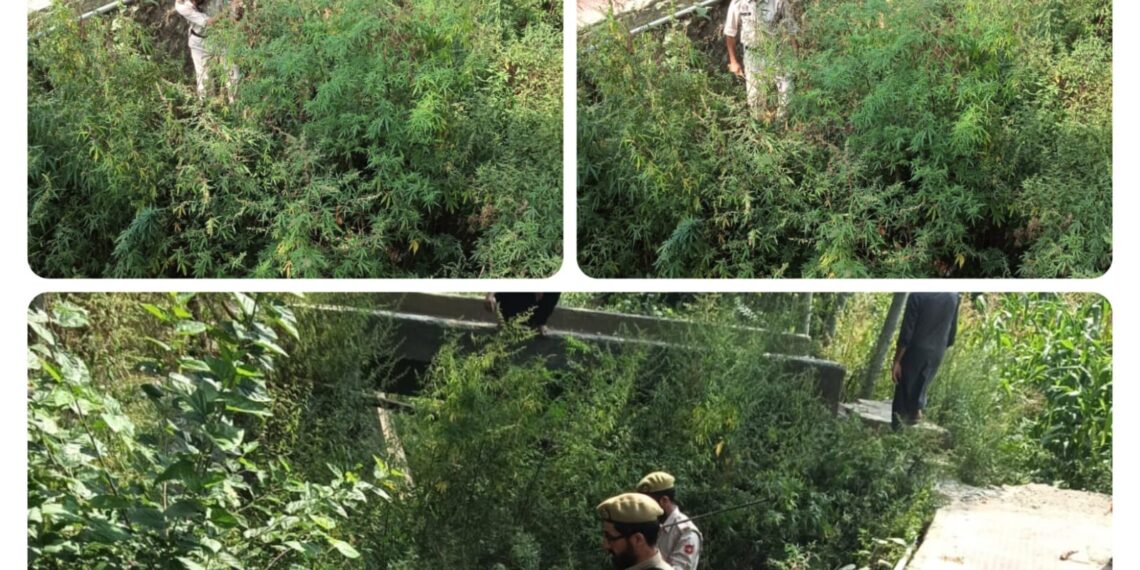 Police Intensify Anti-Drug Drive In Baramulla; Wild Bhang Destroyed at Jabadar, Bijhama