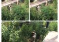 Police Intensify Anti-Drug Drive In Baramulla; Wild Bhang Destroyed at Jabadar, Bijhama