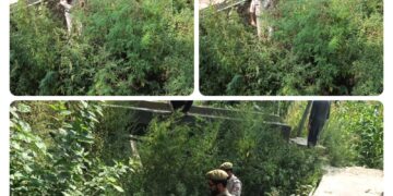 Police Intensify Anti-Drug Drive In Baramulla; Wild Bhang Destroyed at Jabadar, Bijhama