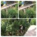 Police Intensify Anti-Drug Drive In Baramulla; Wild Bhang Destroyed at Jabadar, Bijhama